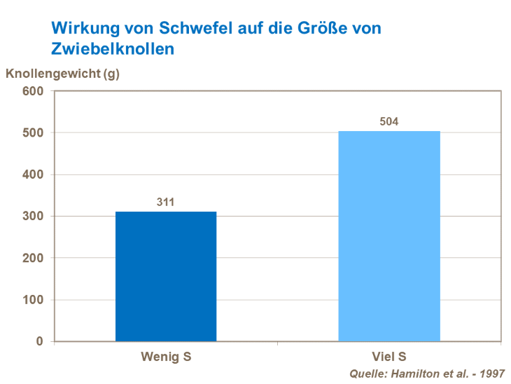 Die Wirkung von Schwefel auf die Größe von Zwiebelknollen
