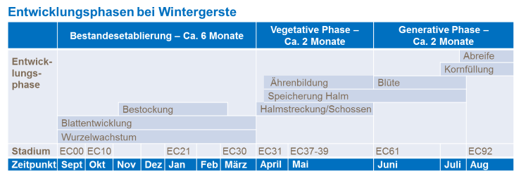Entwicklungsphasen bei Wintergerste