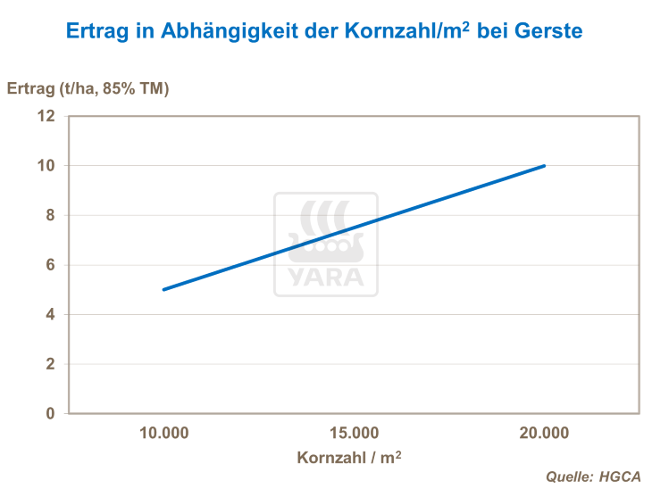 Ertrag in Abhängikeit der Kornzahl pro Quadratmeter bei Gerste
