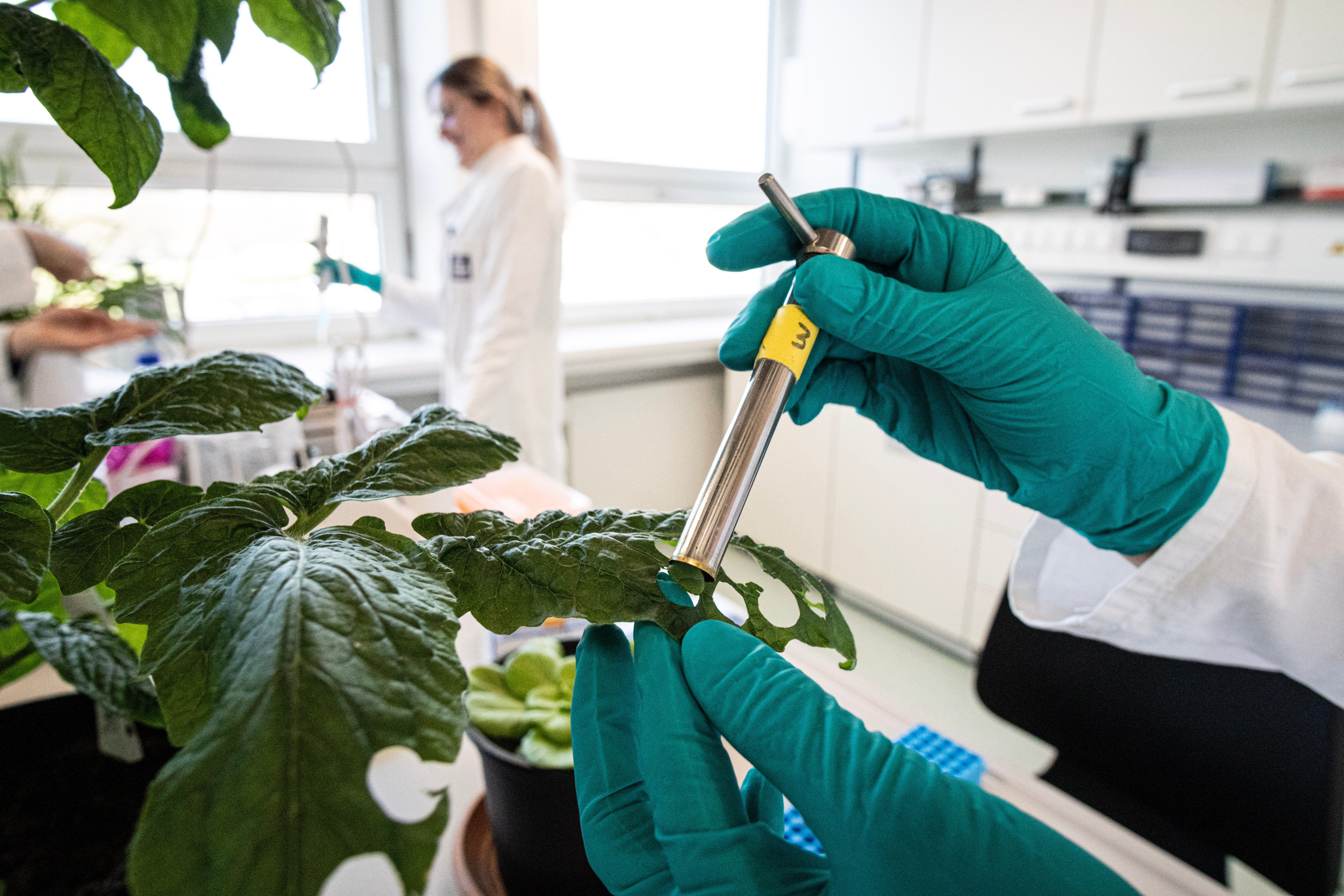 Stanzen einer Tomatenpflanze