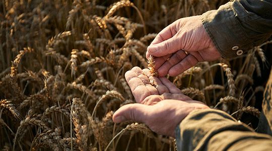 Richtig dngen bei Trockenheit | Welcher Dnger wirkt bei trockenen Bden?  | Yara Deutschland