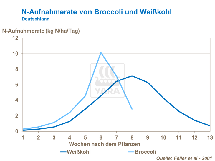 N-Aufnahmerate von Broccoli und Weißkohl