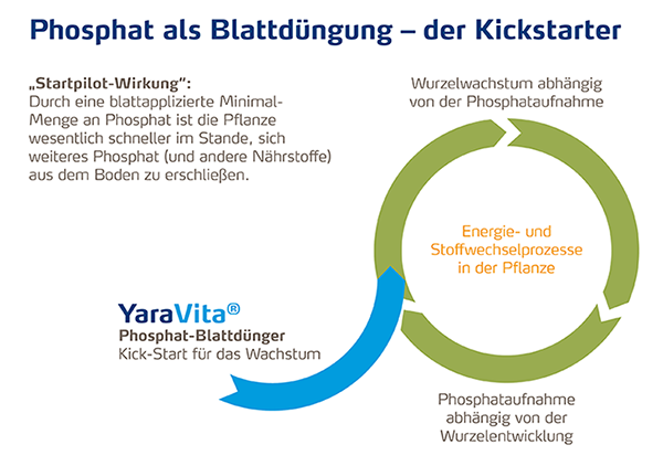 Phosphat als Blattdünger-600.png