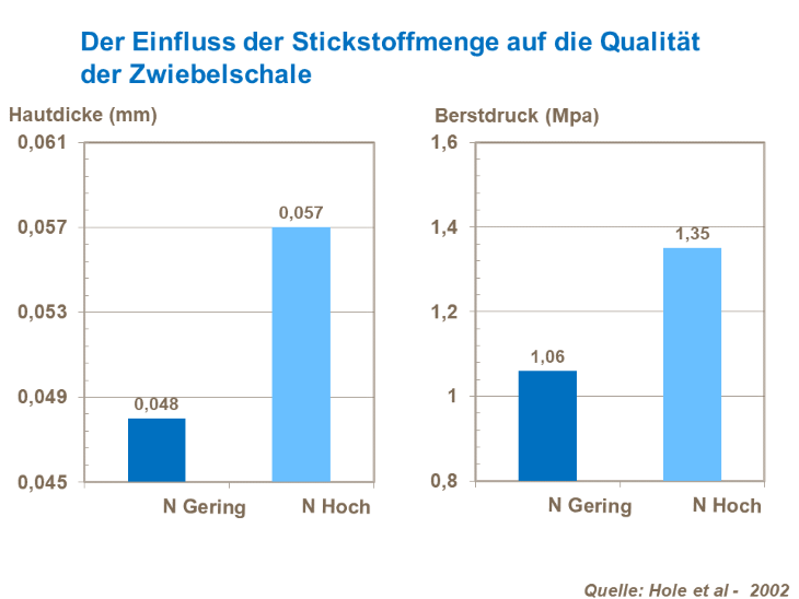Der Einfluss der Stickstoffmenge auf die Qualität der Zwiebelschale