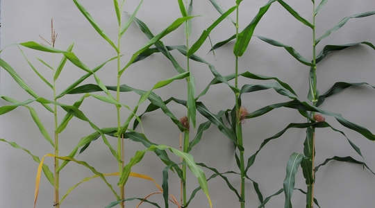 Maispflanze mit und ohne N gedüngt