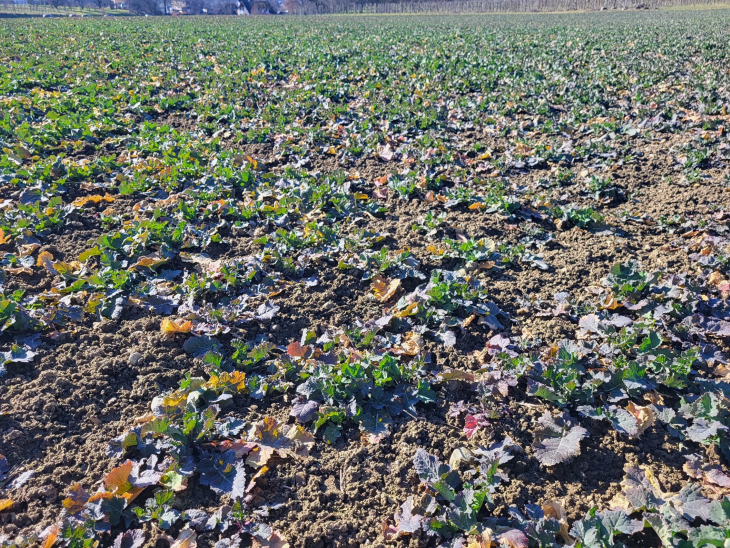 Lückenhafter Bestand