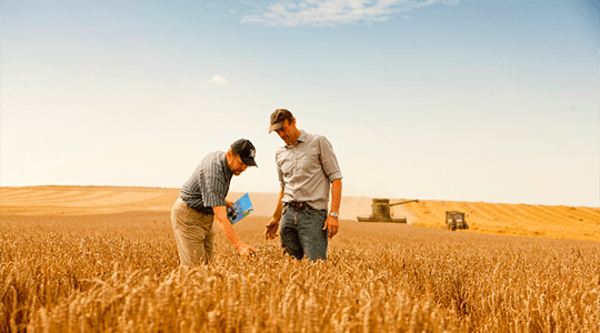 Nitratdünger - Eine Einführung
