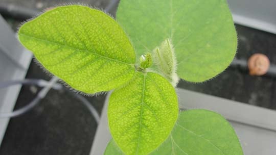 Manganmangel bei Sojabohnen-540.jpg