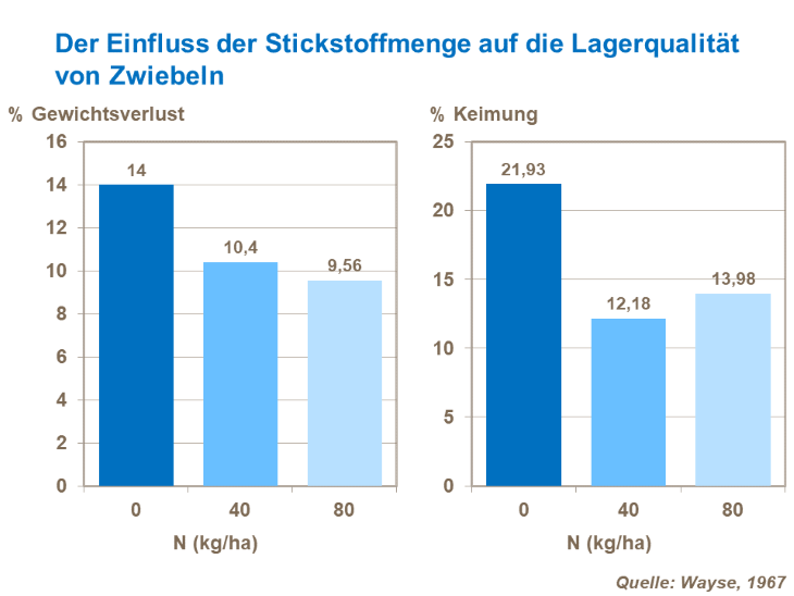 Der Einfluss der Stickstoffmenge auf die Lagerqualitaet von Zwiebeln