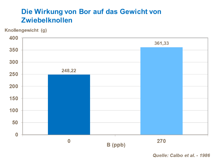 Die Wirkung von Bor auf das Gewicht von Zwiebelknollen