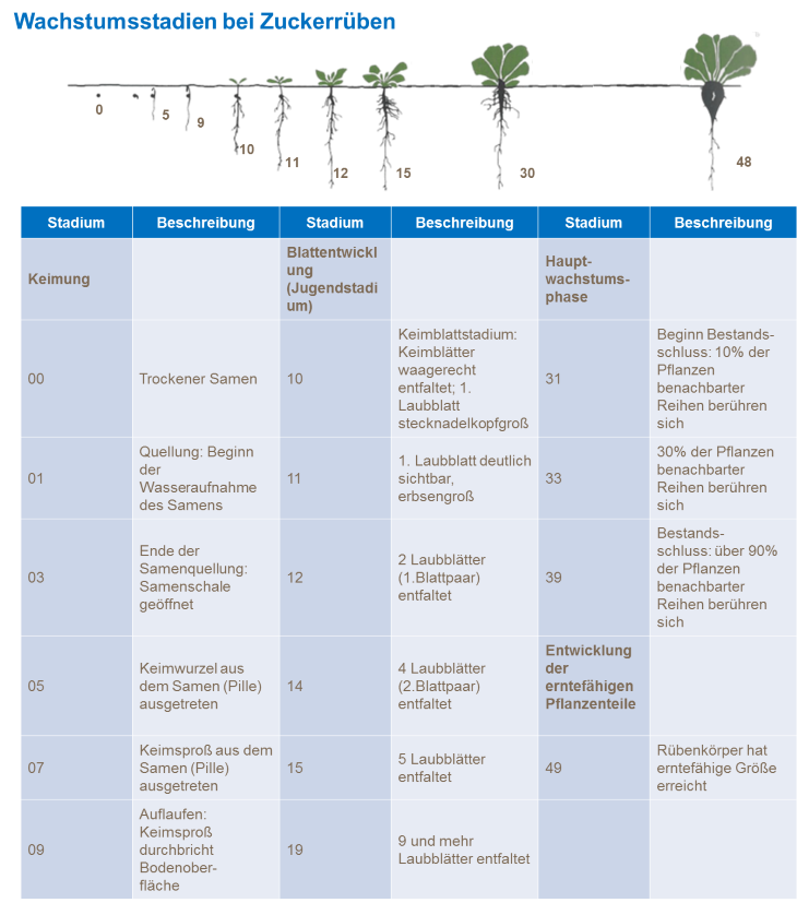 Wachstumsstadien der Zuckerrübe