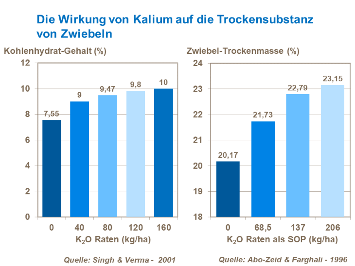 Die Wirkung von Kalium auf die Trockensubstanz von Zwiebeln