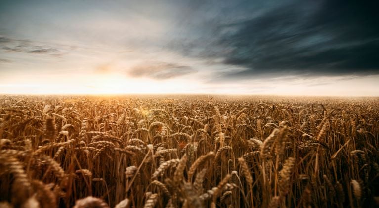 Feld mit dunklem Himmel