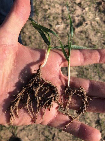 Gute Wurzelbildung bei Gerste dank Phosphor-Duengung.jpg