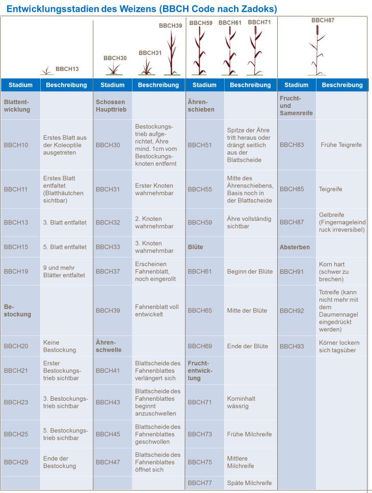 Entwicklungsstadien des Weizens