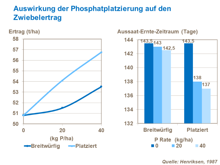 Die Auswirkung der Phosphatplatzierung auf den Zwiebelertrag
