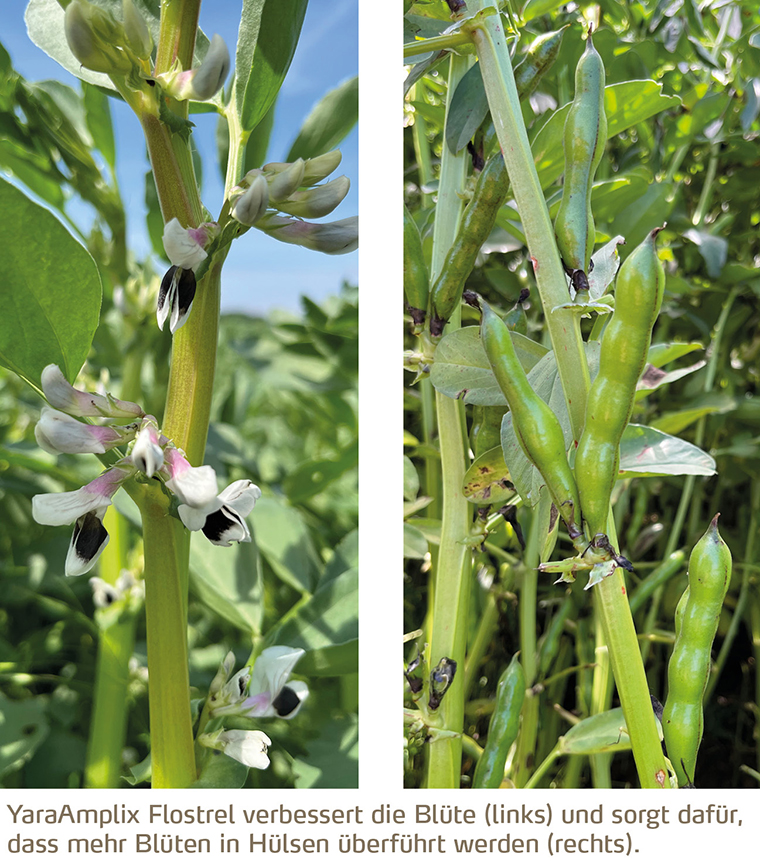 YaraAmplix Flostrel verbessert die Blüte