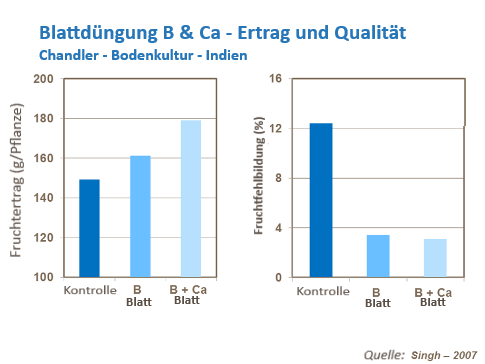 Erbeer-Gesundheit verbessern_5.png