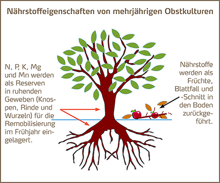 Nährstoffeigenschaften Obstkulturen_450pix.png