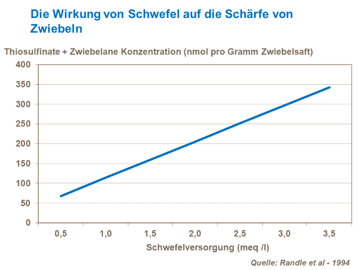 Die Wirkung von Schwefel auf die Schärfe von Zwiebeln
