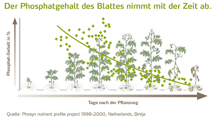 Phosphatgehalt des Blattes_730pix.jpg