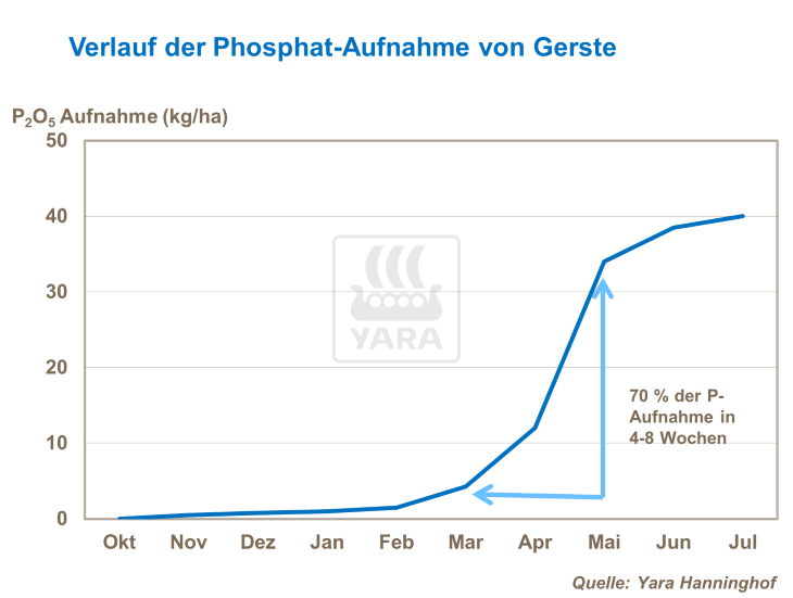 Verlauf der Phosphat-Aufnahme in Gerste