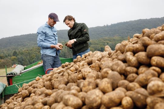 Mit Phosphat die Knollenqualität verbessern.jpg