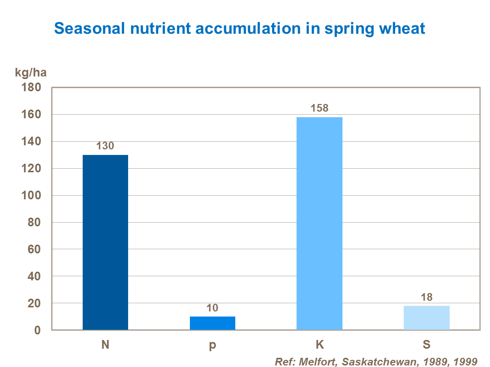 Nutrient accumulation in spring wheat