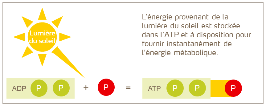FR-Stockage de l&rsquo;&eacute;nergie dans l&rsquo;ATP.png