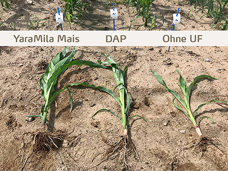 Vergleich YM Mais_450px.png