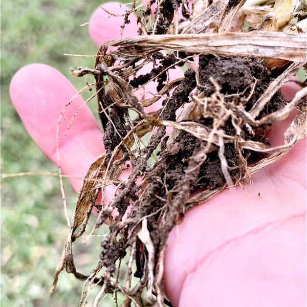 Abgestorbene Wurzeln nach Nässe