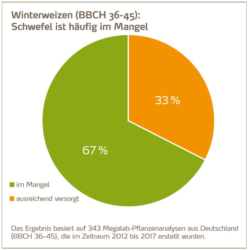 Schwefelmangel Winterweizen_1.JPG