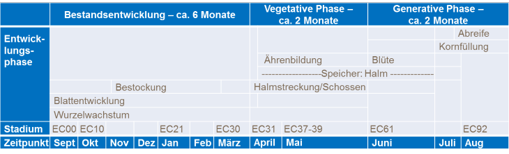 Wachstumsstadien des Weizens.png