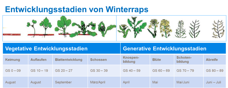 Entwicklungsstadien von Winterraps