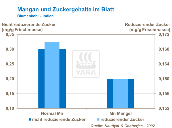 Mangan und Zuckergehalte im Blatt