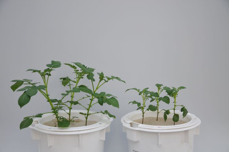 Web Göße mit und ohne P.jpg