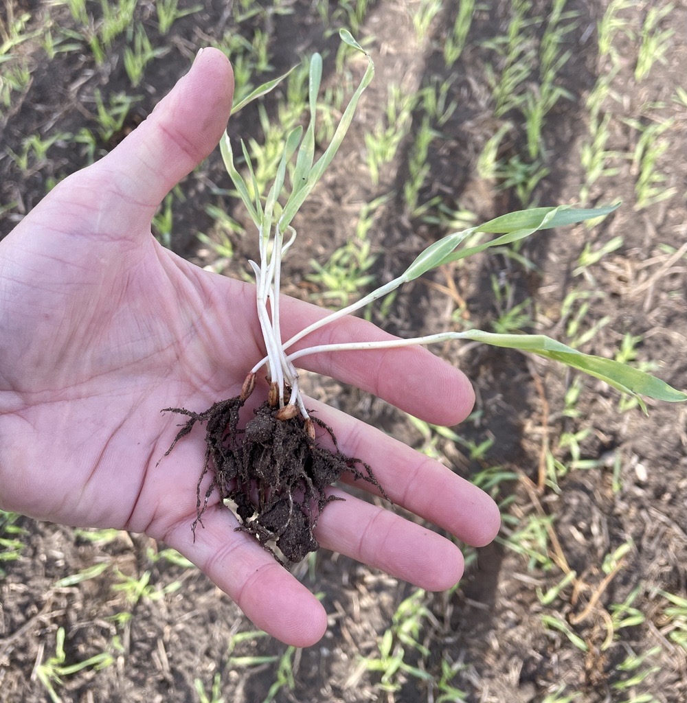 Getreide kurz nach dem Auflaufen in Hand