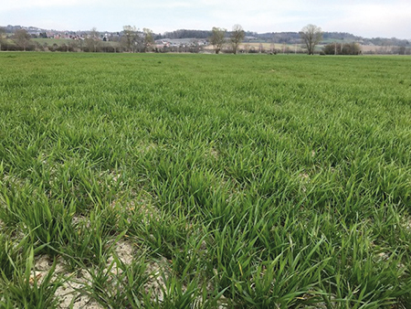 Gerste auf trockenem Boden.jpg