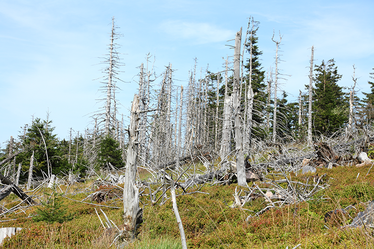 Waldsterben durch sauren Regen