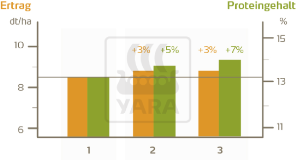 Schwefel ist entscheidend bei Düngestrategien, die auf höchste Qualität abzielen. Abbildung 8 zeigt das Ergebnis von Feldversuchen in Deutschland mit unterschiedlicher Schwefeldüngung. Ertrag und Proteingehalt wurden für Strategien mittlerer und hoher Stickstoffi ntensität verglichen. Die Ergebnisse zeigen das Potenzial von Schwefel bei intensiven Anbaustrategien.Düngestrategien: 1) Mittlere Stickstoffi ntensität, kein Schwefel; 2) hohe Stickstoffi ntensität (+30 kg N), eine Ausbringung von Schwefel mit der ersten Düngergabe (+15 kg S); 3) hohe Stickstoffintensität (+30 kg N), Schwefelausbringung bei der ersten (+15 kg S) und dritten (+15 kg S) Düngergabe. Optimale Versorgung erhöht den Proteingehalt um 7 %.