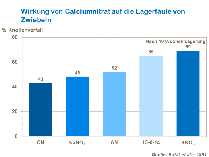 Die Wirkung von Calcium Nitrat auf die Lagerfäule von Zwiebeln