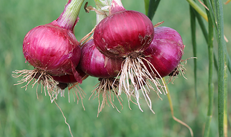 Rote Zwiebeln
