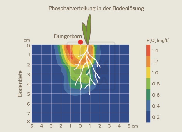 Abbildung 3: Phosphatverteilung in der Bodenlösung nach Anwendung der Starter-NPK-Volldünger.