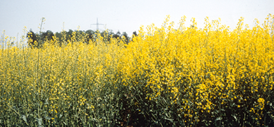 Raps mit Schwefelmangel. Das Wachstum ist reduziert, die Blüten sind spärlicher und weißlich.