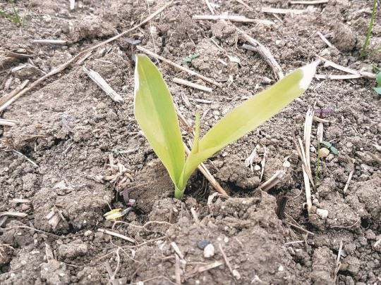 BIld Mais 1 klein.jpg