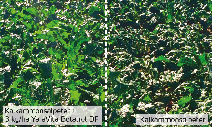 Versuch in Rüben YaraVita Betatrel und ohne Betatrel.jpg