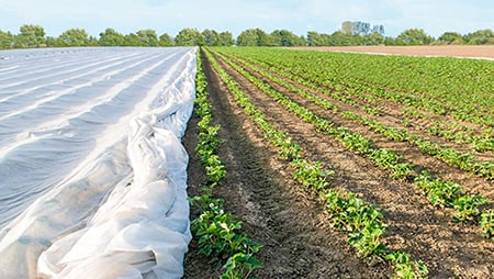 Erdbeerfeld-das-bereits-zur-Haelfte-mit-Vlies-abgedeckt_450px.jpg