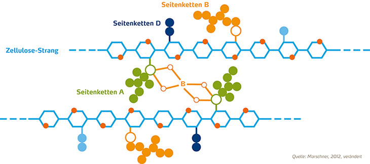 Abbildung Bor als Strukturfestiger in Zellwänden