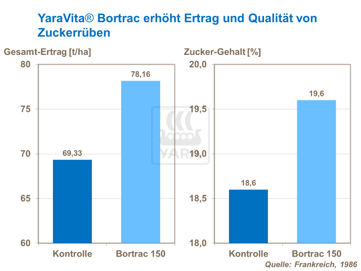 YaraVita Bortrac erhöht Ertrag und Qualität von Zuckerrüben