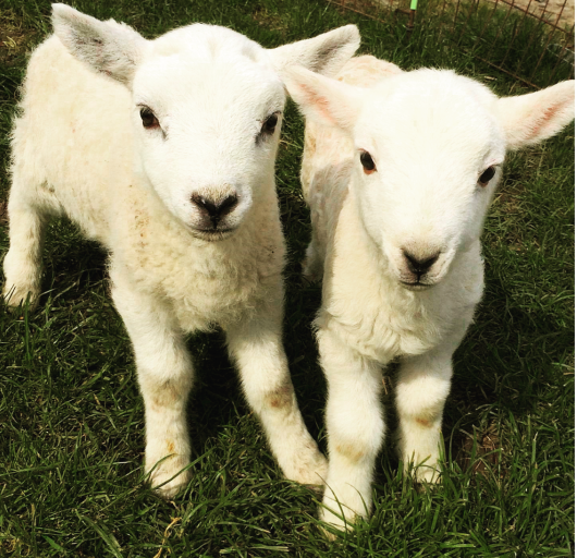 Osterlämmer klein.png